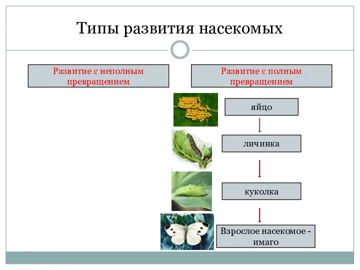 Типы развития насекомых Развитие с неполным превращением Развитие с полным превращением