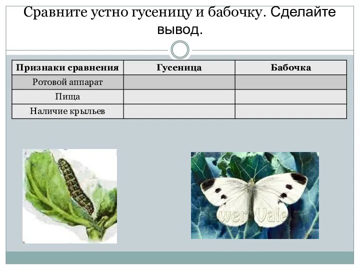 Сравните устно гусеницу и бабочку. Сделайте вывод.