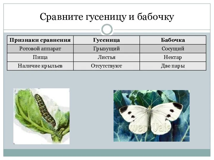 Сравните гусеницу и бабочку