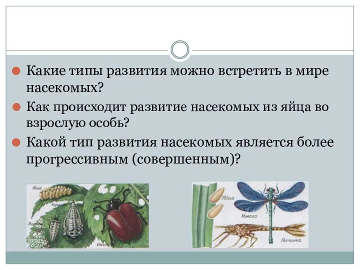 Какие типы развития можно встретить в мире насекомых? Как происходит развитие