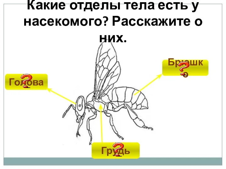 Голова Какие отделы тела есть у насекомого? Расскажите о них. Грудь Брюшко
