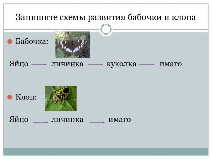 Запишите схемы развития бабочки и клопа Бабочка: Яйцо личинка куколка имаго Клоп: Яйцо личинка имаго