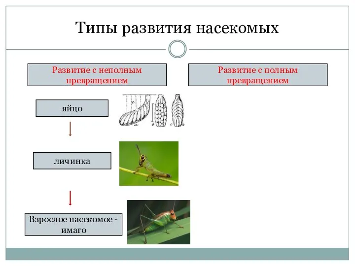 Типы развития насекомых Развитие с неполным превращением Развитие с полным превращением