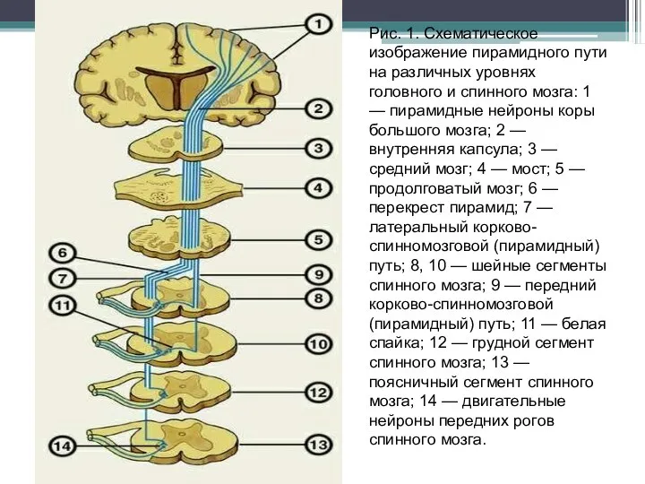 Рис. 1. Схематическое изображение пирамидного пути на различных уровнях головного и