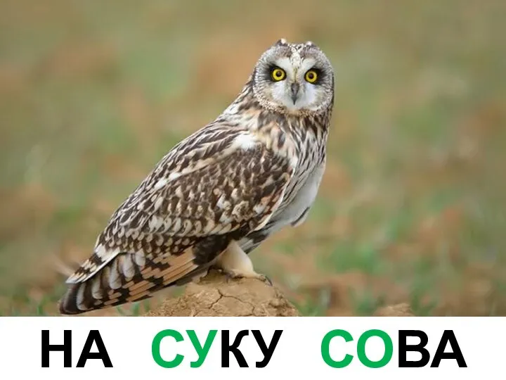 НА СУКУ СОВА