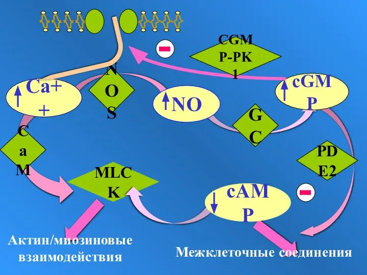 GC PDE2 MLCK Межклеточные соединения Актин/миозиновые взаимодействия NOS CaM CGMP-PK1