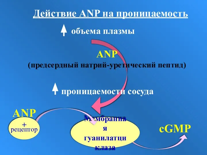Мембранная гуанилатциклаза ANP + cGMP ANP (предсердный натрий-уретический пептид) Действие ANP на проницаемость