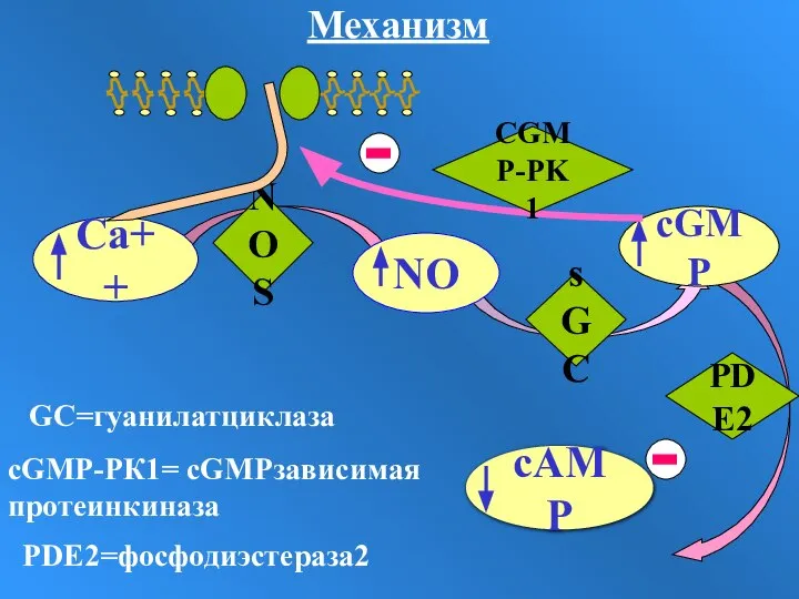 sGC PDE2 NOS CGMP-PK1 cGMP-PК1= сGMPзависимая протеинкиназа GC=гуанилатциклаза PDE2=фосфодиэстераза2 Механизм