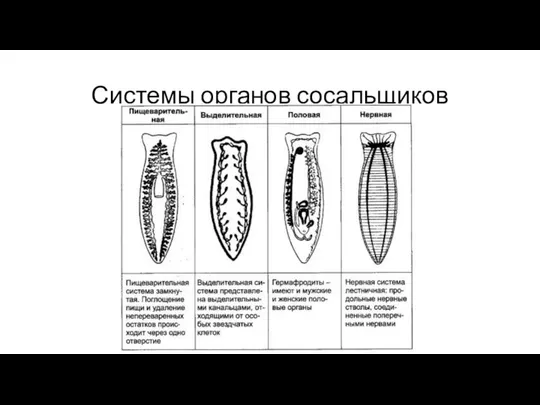 Системы органов сосальщиков