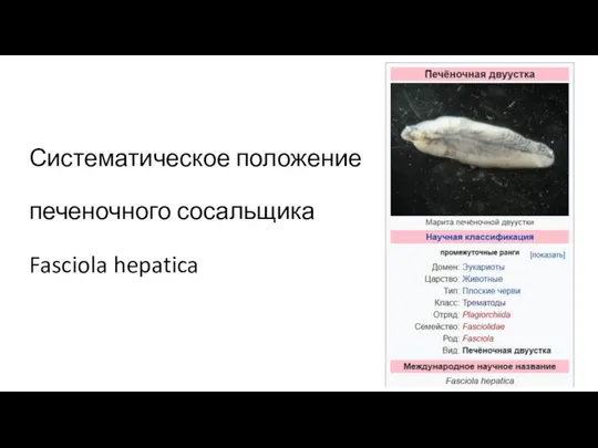 Систематическое положение печеночного сосальщика Fasciola hepatica