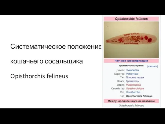 Систематическое положение кошачьего сосальщика Opisthorchis felineus