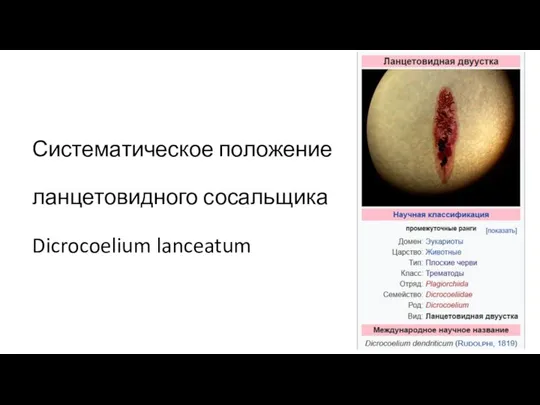 Систематическое положение ланцетовидного сосальщика Dicrocoelium lanceatum