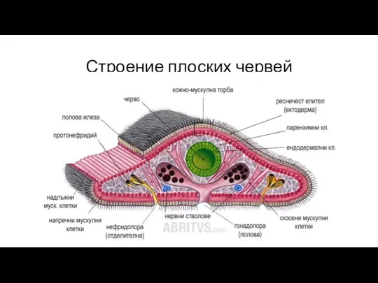 Строение плоских червей