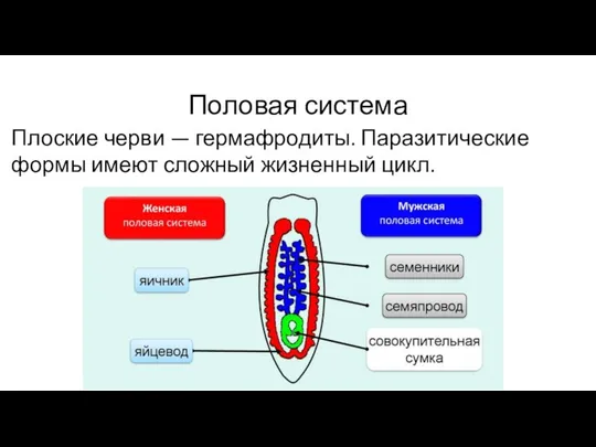 Половая система Плоские черви — гермафродиты. Паразитические формы имеют сложный жизненный цикл.