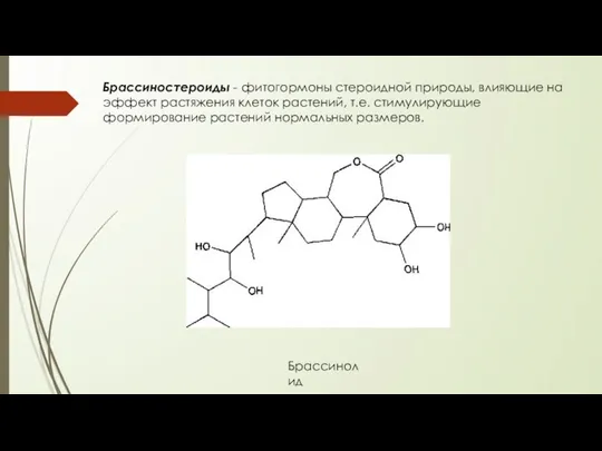 Брассиностероиды - фитогормоны стероидной природы, влияющие на эффект растяжения клеток растений,