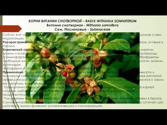 КОРНИ ВИТАНИИ СНОТВОРНОЙ – RADIX WITHANIA SOMNIFERUM Витания снотворная - Withania