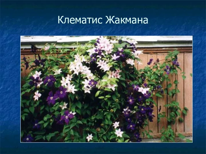 Клематис Жакмана