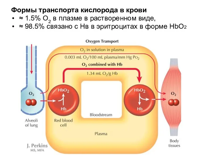 Формы транспорта кислорода в крови ≈ 1.5% O2 в плазме в