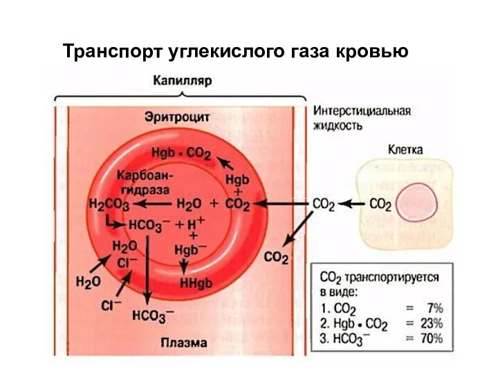 Транспорт углекислого газа кровью