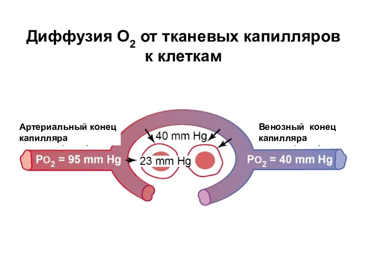 Диффузия О2 от тканевых капилляров к клеткам Артериальный конец капилляра Венозный конец капилляра