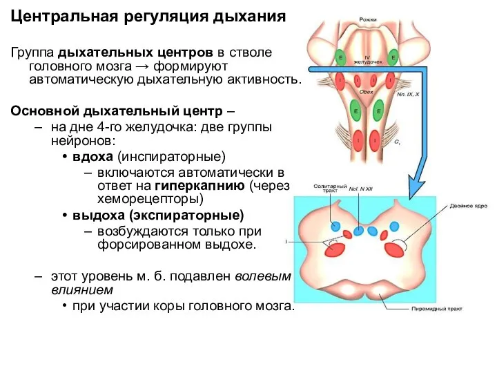 Центральная регуляция дыхания Группа дыхательных центров в стволе головного мозга →