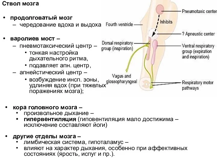 Ствол мозга продолговатый мозг чередование вдоха и выдоха варолиев мост –