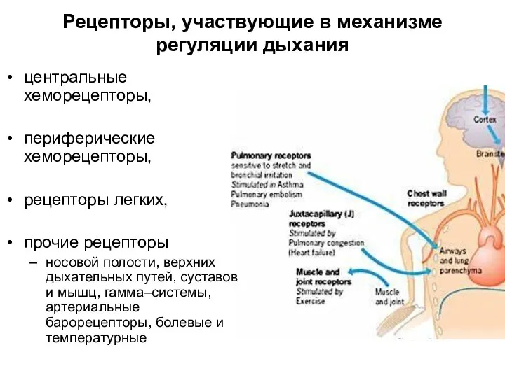 Рецепторы, участвующие в механизме регуляции дыхания центральные хеморецепторы, периферические хеморецепторы, рецепторы