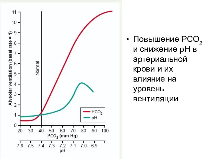 Повышение PCO2 и снижение pH в артериальной крови и их влияние на уровень вентиляции