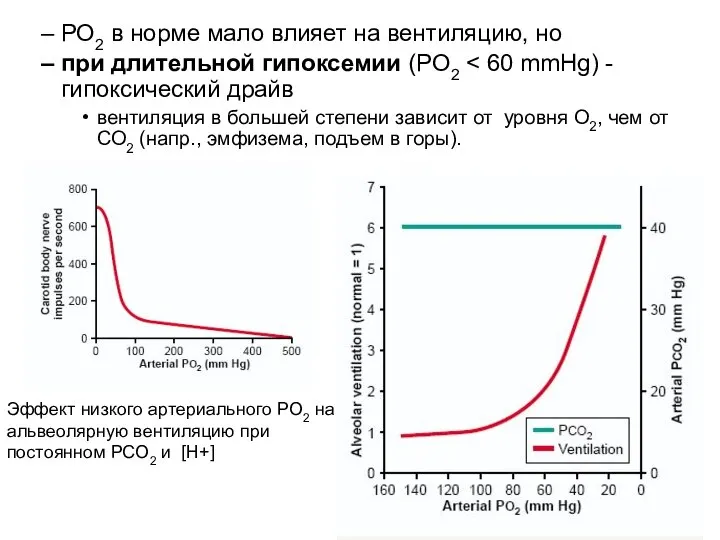 PO2 в норме мало влияет на вентиляцию, но при длительной гипоксемии