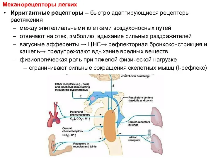 Механорецепторы легких Ирритантные рецепторы – быстро адаптирующиеся рецепторы растяжения между эпителиальными