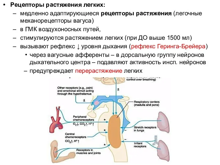 Рецепторы растяжения легких: медленно адаптирующиеся рецепторы растяжения (легочные механорецепторы вагуса) в