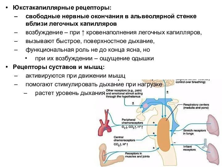 Юкстакапиллярные рецепторы: свободные нервные окончания в альвеолярной стенке вблизи легочных капилляров