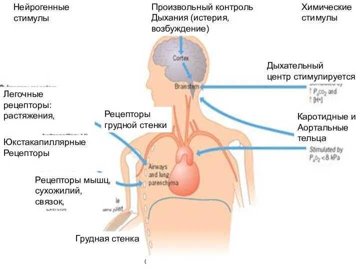 Произвольный контроль Дыхания (истерия, возбуждение) Химические стимулы Нейрогенные стимулы Дыхательный центр