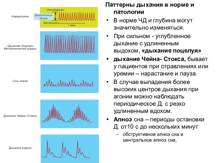 Паттерны дыхания в норме и патологии В норме ЧД и глубина