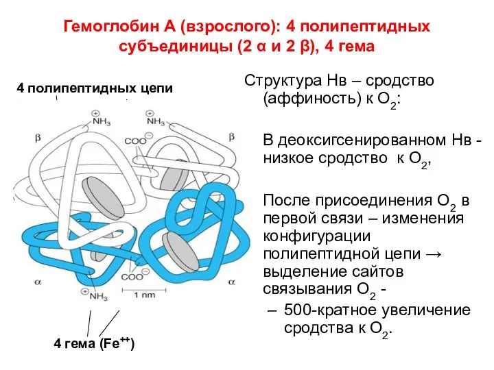 Гемоглобин А (взрослого): 4 полипептидных субъединицы (2 α и 2 β),