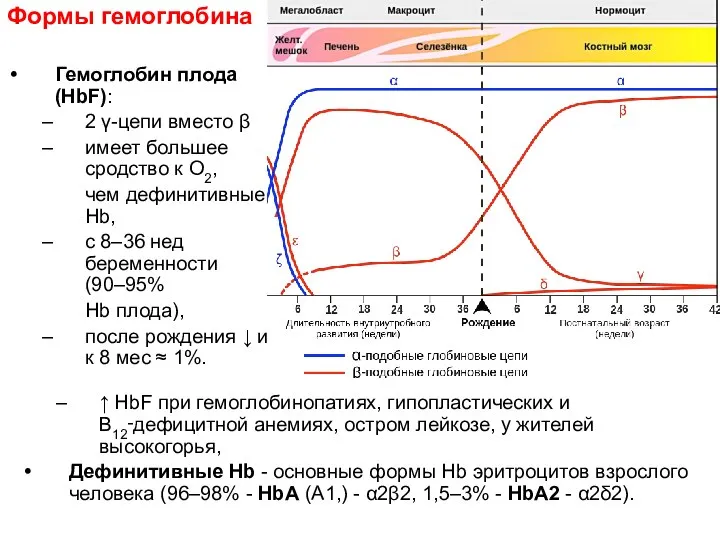 Формы гемоглобина Гемоглобин плода (HbF): 2 γ-цепи вместо β имеет большее