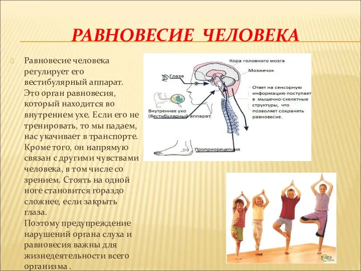 Равновесие человека регулирует его вестибулярный аппарат. Это орган равновесия, который находится