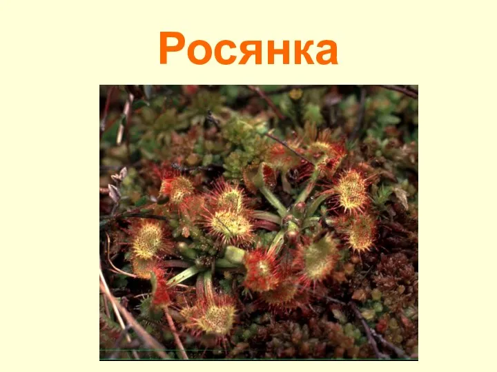 Росянка