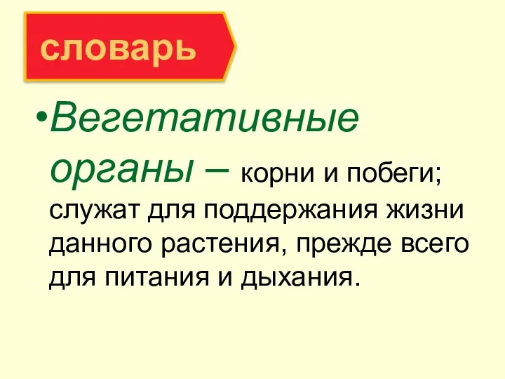 Вегетативные органы – корни и побеги; служат для поддержания жизни данного