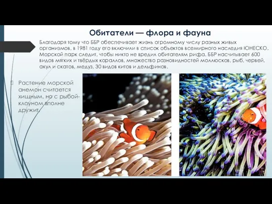 Обитатели — флора и фауна Благодаря тому что ББР обеспечивает жизнь