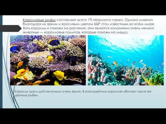 Коралловые рифы составляют всего 7% Морского парка. Однако именно благодаря их