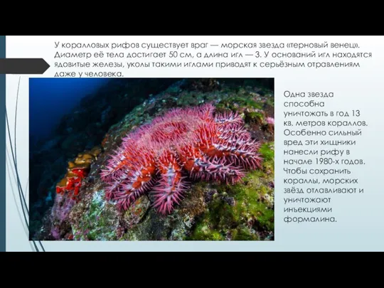У коралловых рифов существует враг — морская звезда «терновый венец». Диаметр