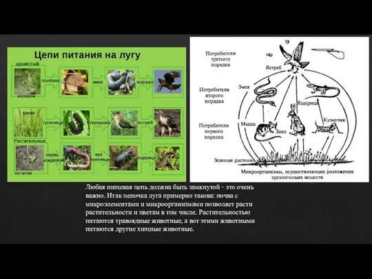 Любая пищевая цепь должна быть замкнутой - это очень важно. Итак