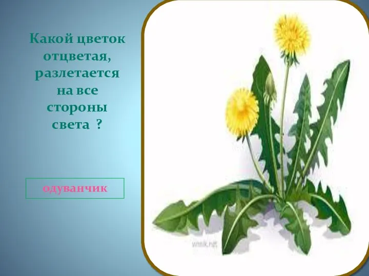 Какой цветок отцветая, разлетается на все стороны света ? одуванчик