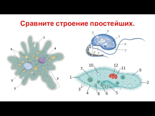 Сравните строение простейших.