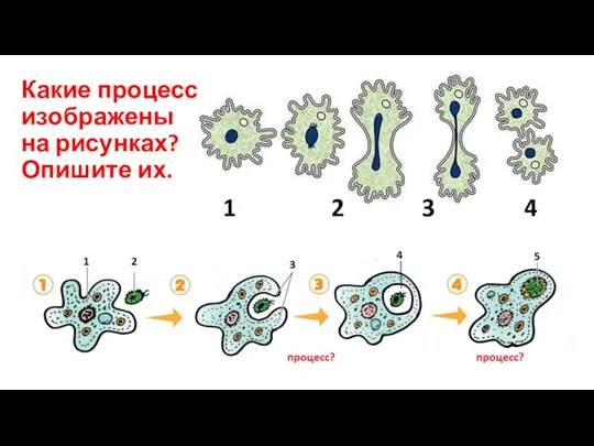 Какие процессы изображены на рисунках? Опишите их.