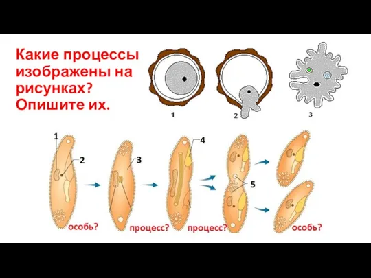 Какие процессы изображены на рисунках? Опишите их.