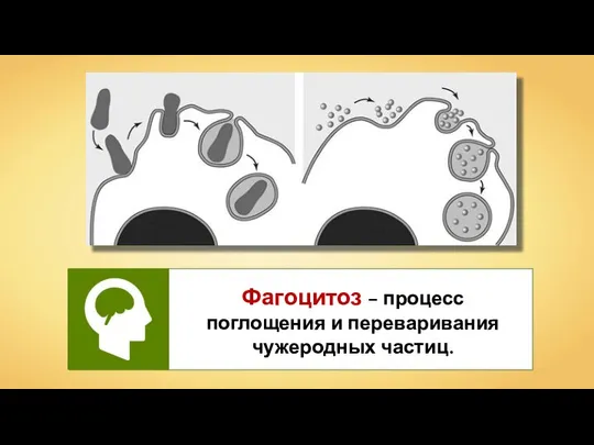 Фагоцитоз – процесс поглощения и переваривания чужеродных частиц.