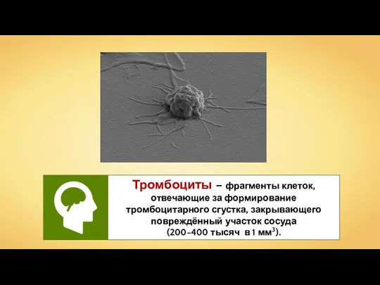 Тромбоциты – фрагменты клеток, отвечающие за формирование тромбоцитарного сгустка, закрывающего повреждённый