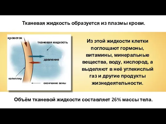 Из этой жидкости клетки поглощают гормоны, витамины, минеральные вещества, воду, кислород,